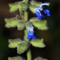 Salvia misella Kunth